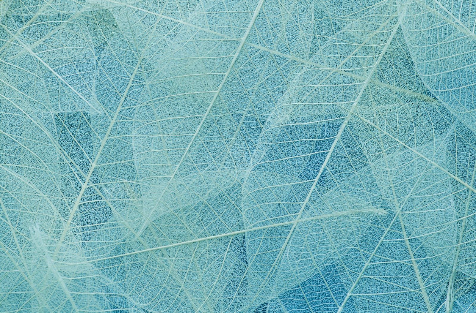 The image shows a pattern of translucent, overlapping leaves with intricate vein structures in shades of blue and green.