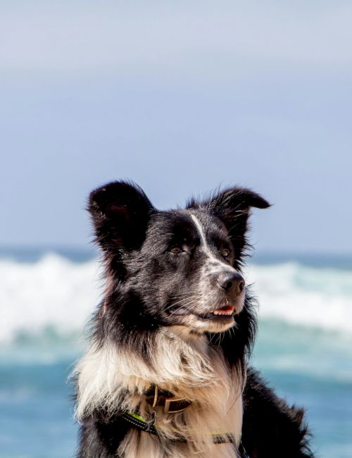 A black and white dog is sitting by the sea with waves in the background, looking content and relaxed.