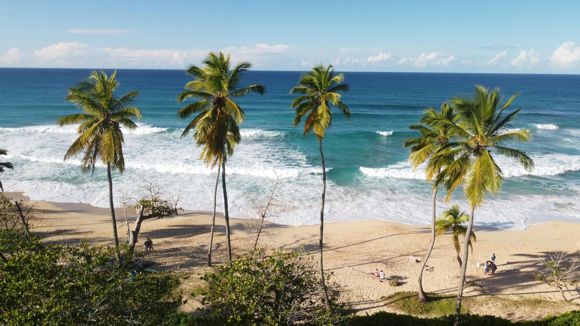 A scenic beach features palm trees, sandy shores, and ocean waves, with a few people enjoying the tranquil environment.