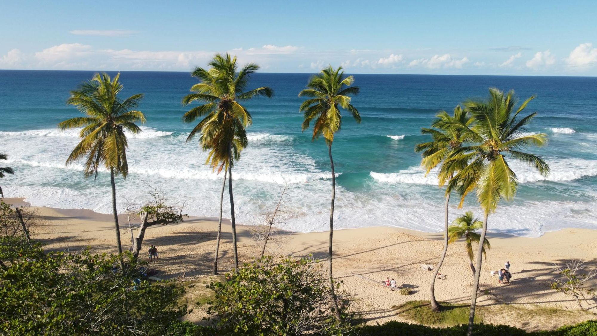 A scenic beach features palm trees, sandy shores, and ocean waves, with a few people enjoying the tranquil environment.