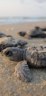 Tiny sea turtles hatch on the beach, peeking toward the ocean, lined up and bravely crawling over warm sand.