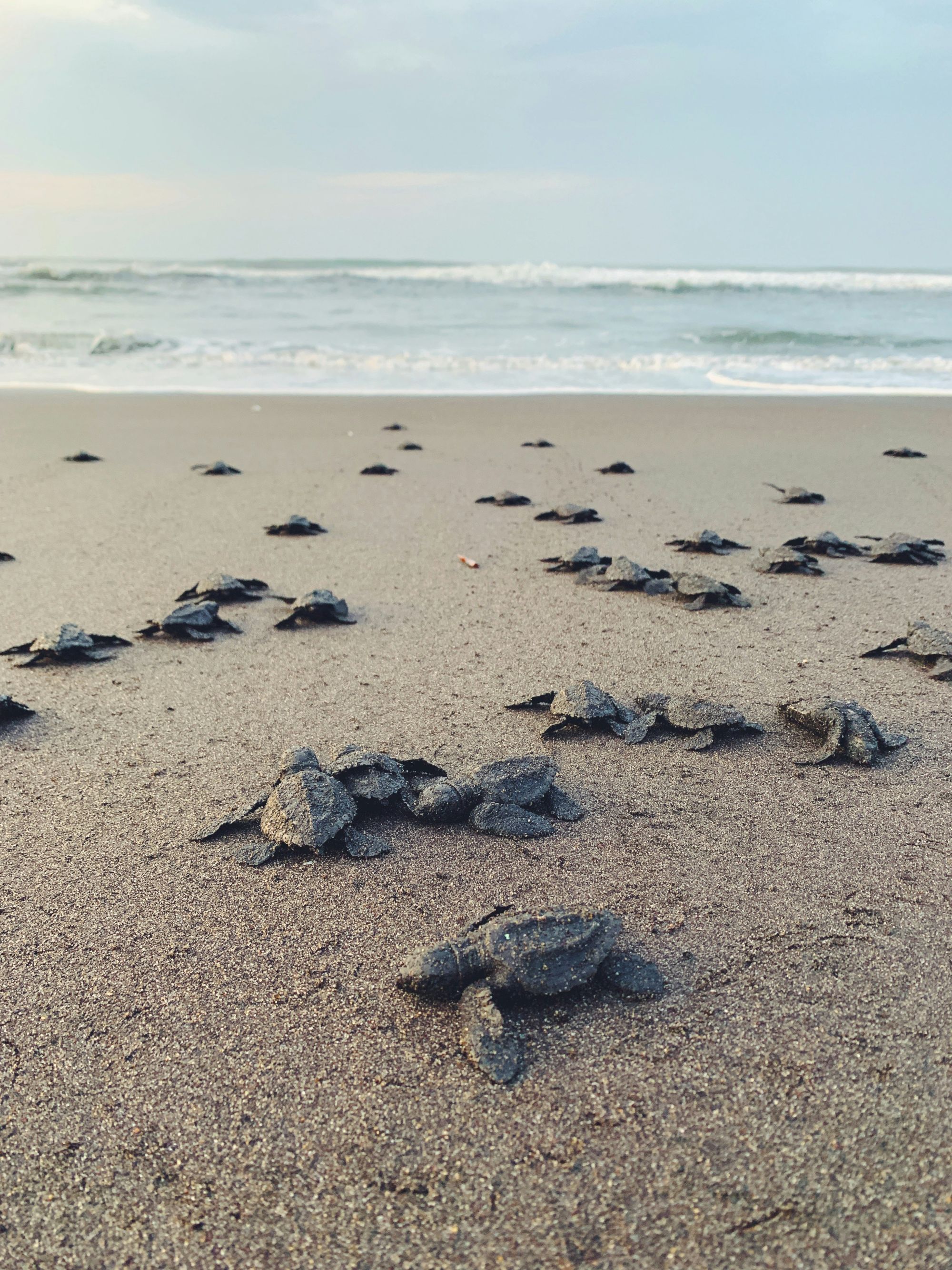 Tiny crabs scuttle across a sandy beach toward the waves. Safe and calm coastal scene.