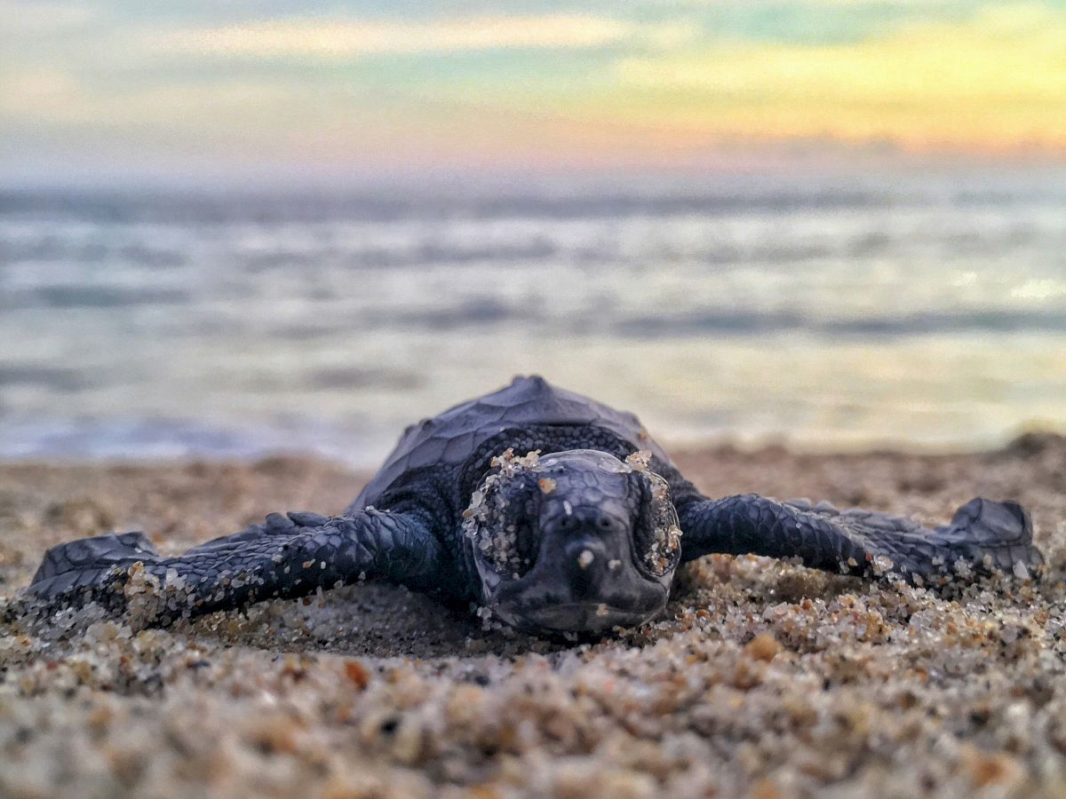 A sea turtle lies on the sandy beach at sunset, facing the camera with flippers spread, waves and colorful sky behind it.
